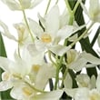 Uttermost Ariana Orchid Planter in Multi-Color