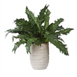 Uttermost Verdure Fern In Glazed Pot in Multi-Color