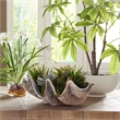 Uttermost Seaside Breeze Succulents in Multi-Color
