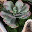 Uttermost Seaside Breeze Succulents in Multi-Color
