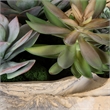 Uttermost Seaside Breeze Succulents in Multi-Color