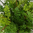 Uttermost Maidenhair Fern In Oxidized Container in Multi-Color