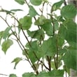 Uttermost Boreal Potted Birch Tree in Black