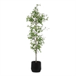 Uttermost Boreal Potted Birch Tree in Black