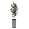 Uttermost Sonora Olive Tree In Planter in Gray
