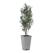 Uttermost Sonora Olive Tree In Planter in Gray