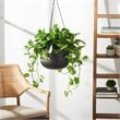 Safavieh Rancer Concrete Ficonstone Outdoor Planter in Black