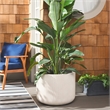Safavieh Lucca  Planters in Beige
