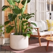 Safavieh Nardo Large Ficonstone Pot in Beige