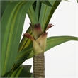 Safavieh Faux 59'' Plastic Dracaena Tree in Green / Black