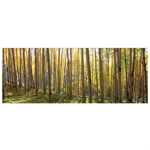 Yosemite 'Sunlit Colorado Trees' Glass Photographic Print in Multi-Color