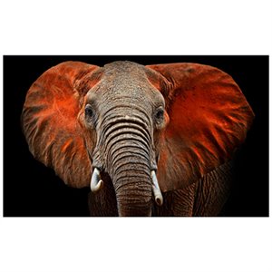 Yosemite Loxodonta Glass Photographic Print