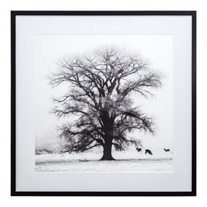Yosemite Home Decor &quotWinter's Morning Fog IV&quot Glass Wall Art in Black