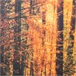 Yosemite Home Decor 