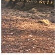 Yosemite Home Decor 