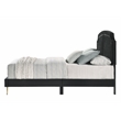 ACME Zeena Eastern King Bed in Black Velvet