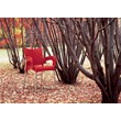 Compamia Romeo Resin Patio Dining Arm Chair in Red