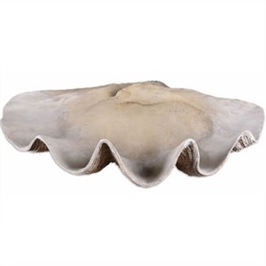 Bowery Hill Contemporary Clam Shell Bowl in Antique White
