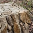 Bowery Hill Contemporary Teak Root Bunching Cube in Teak Wood