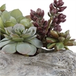 Bowery Hill Contemporary Plastic Iron Cement Succulents in Green
