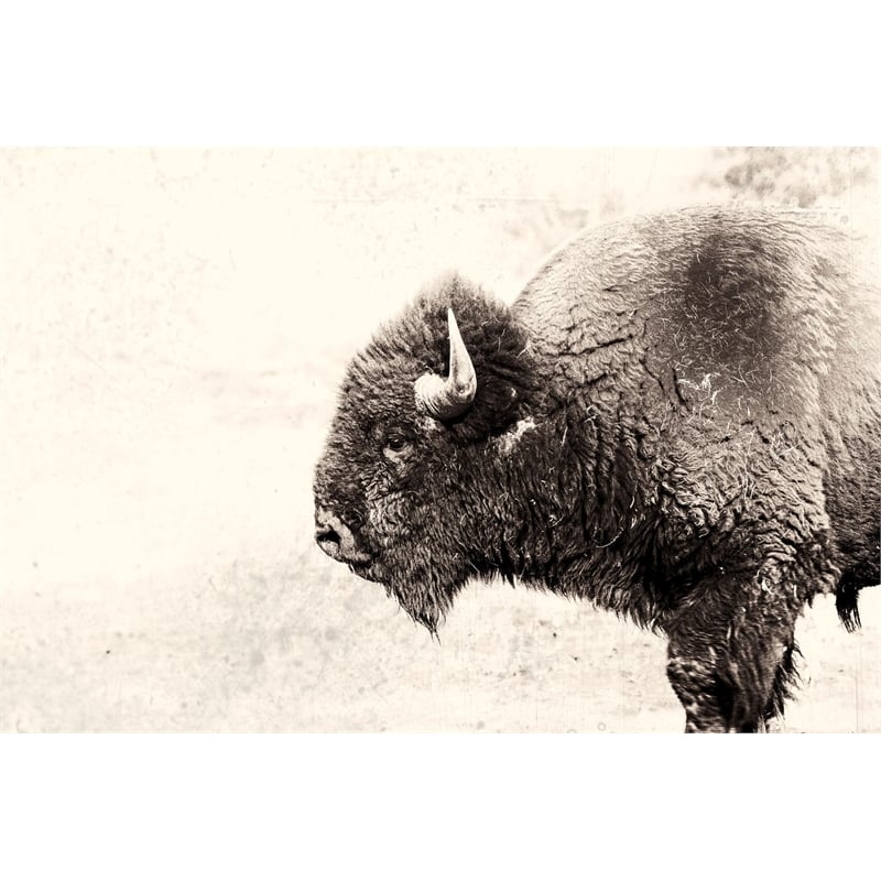 Pemberly Row 84x54 Buffalo Fine Art Giant Canvas Print in Pink