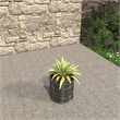 Pemberly Row Fiberstone and MGO Clay Round Planter Black 11