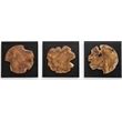 Pemberly Row Teak Wood Wall Decor in Black/Woodtone (Set of 3)