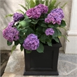 Pemberly Row 20x20
