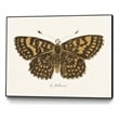 Pemberly Row Canvas 24x18 Antique Butterfly Framed in Multi-Color