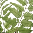 Pemberly Row Polyester Plastic Iron and Glass Ferns in Green (Set of 2)