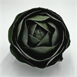 Pemberly Row Preserved Decorative Real Leaves Topiary Ball in Green