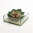 Pemberly Row Contemporary Pink/Green Echeveria in Marina Bowl