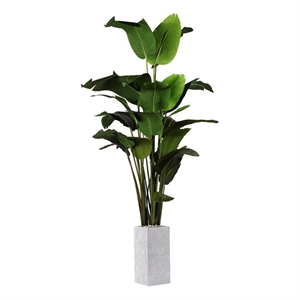Pemberly Row Contemporary Traveler Palm in Large Everett Planter