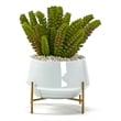 Pemberly Row Contemporary Succulents in Small Parson Planter with Gold Stand