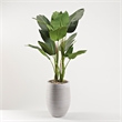 Pemberly Row Contemporary 5' Bird of Paradise Tree in Ribbed Kai Planter