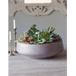 Pemberly Row Contemporary Mixed Succulents in Extra-Large Grey Newport Bowl