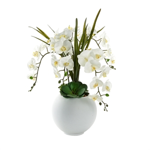 Pemberly Row Contemporary White Orchids and Echeverias in White Porter Planter