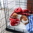 Pemberly Row Polypropylene Pet Crate Floor Protection Mat-XL-26