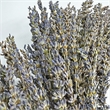 Pemberly Row Preserved Decorative Real Lavender Wreath in Purple