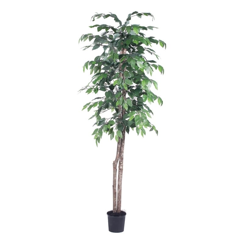 Pemberly Row 6' Artificial Ficus Tree with Black Plastic Pot in Dark Green
