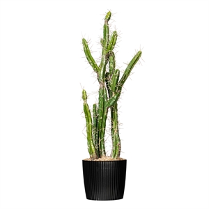 Pemberly Row 34&quot Contemporary Plastic Artificial Cactus with Black Pot in Green