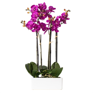 Pemberly Row 21&quot Contemporary Plastic Artificial Orchid in Purple