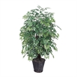 Pemberly Row 4' Artificial Ming Aralia Extra Full Bush with Basket in Dark Green