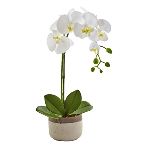 Pemberly Row Bold Phalaenopsis Orchid with Two-Toned Ceramic Pot in White/Tan