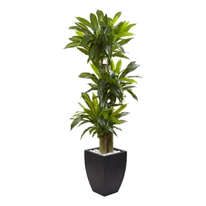Pemberly Row 66&quot Corn Stalk Dracaena with Black Wash Planter in Green/Black