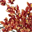 Pemberly Row Cymbidium with Decorative Vase Silk Arrangement in Red/Burgundy