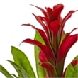 Pemberly Row Bromeliad with Glass Vase Arrangement in Red/Clear