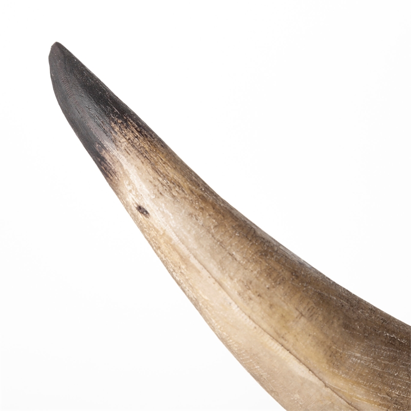 Pemberly Row Modern Farmhouse Brown Tones Resin Bull Horn Bookend