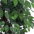 Pemberly Row 4' Artificial Ficus Extra Full Bush with Basket in Dark Green