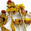 Pemberly Row 10-inch High Real Preserved Mixed Bouquets in Small Size